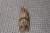 Phalonidia contractana