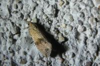 Celypha striana