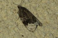 Apotomis capreana