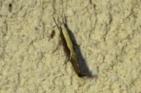 Ypsolopha dentella