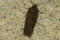 Bryotropha