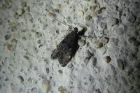 Dichomeris alacella