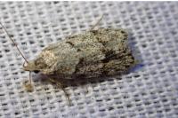 Symmoca signatella
