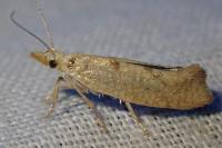 Ypsolopha alpella
