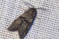 Penestoglossa dardoinella