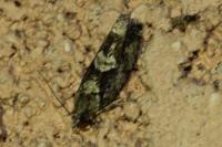 Zeiraphera isertana