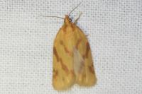 Clepsis pallidana