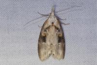 Anchinia daphnella