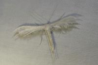 Pterophorus pentadactylus