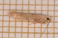Coleophora salicorniae