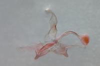 Coleophora salicorniae