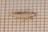 Coleophora atriplicis