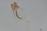 Coleophora atriplicis
