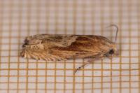 Eucosma gr. hohenwartiana