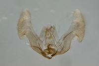 Eucosma gr. hohenwartiana