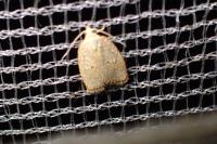 Acleris forsskaleana