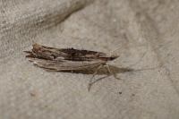 Ypsolopha scabrella