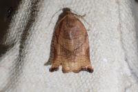 Archips podana