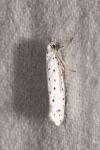 Yponomeuta