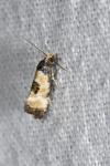 Neocochylis dubitana