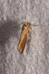 Crassa unitella