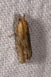 Eucosma gr. cana