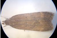 Helcystogramma lutatella