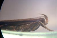 Helcystogramma lutatella