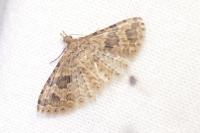 Alucita hexadactyla