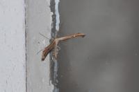 Emmelina monodactyla