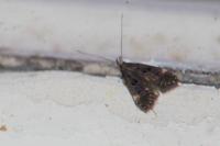 Dichomeris alacella