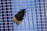 Metendothenia atropunctana