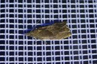 Dichrorampha simpliciana