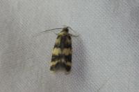 Oegoconia caradjai