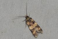 Oegoconia caradjai
