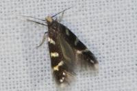 Oxypteryx wilkella