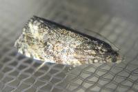Celypha lacunana