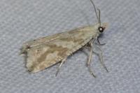 Thiodia citrana