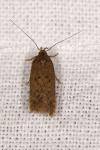 Bryotropha
