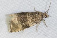 Celypha lacunana