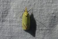 Agapeta hamana