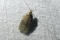 Agonopterix