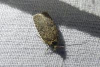 Agonopterix