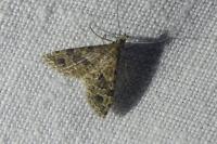 Alucita hexadactyla