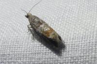 Clavigesta