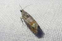 Clavigesta