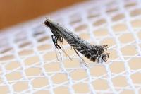 Parornix torquillella
