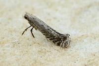 Parornix torquillella