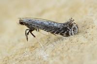 Parornix torquillella