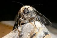 Cossus cossus